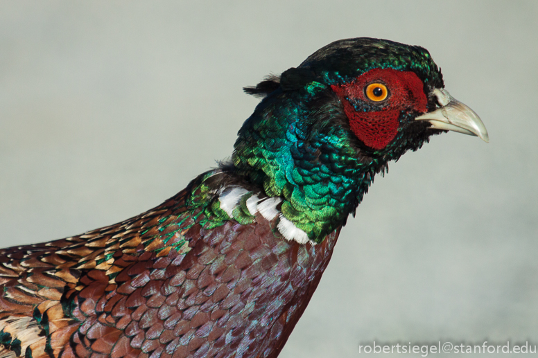 pheasant